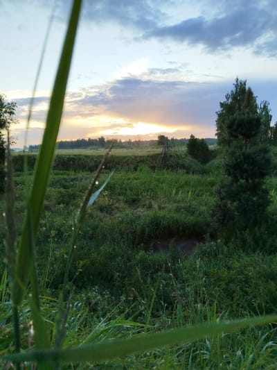 A low-angle, medium shot captures a dew-kissed grassy field at sunrise, with the sun's rays breaking through scattered clouds. In the foreground, the blurred stalks of tall grass frame the scene, their tips adorned with small water droplets. The field is a dense tapestry of green vegetation, with some areas appearing taller and wilder than others. A dark, narrow ditch cuts through the middle of the field. Further back, a few scattered trees and shrubs dot the landscape, with a larger, dark green coniferous tree prominent on the right side of the frame. In the distance, a line of trees forms the horizon, behind which the sky transitions from pale blue to a soft pink and orange glow as the sun rises. The image appears to be taken in a rural or suburban area, likely on the outskirts of Sverdlovskiy, Russia, given the naturalistic setting and prevalent vegetation.