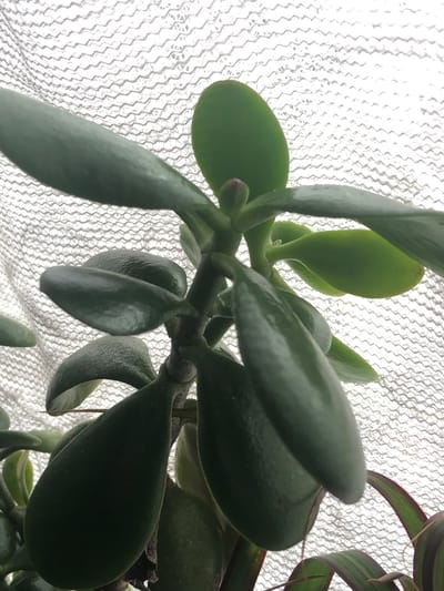 The image shows a close-up of a jade plant, also known as Crassula ovata, with its thick, succulent leaves. The plant is positioned in front of a textured white background, which appears to be a screen or mesh material, possibly a window screen or decorative fabric. The lighting suggests it is daylight, casting soft shadows on the leaves. There are no people or discernible objects that would indicate a specific location within the city of Nachiki, Russia. The focus is solely on the plant's foliage and stem structure.