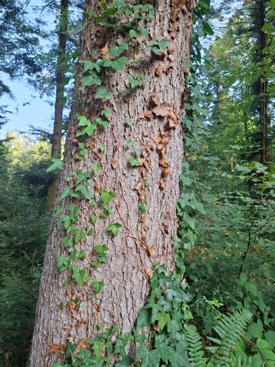 A close-up, vertical shot showcases the textured bark of a mature tree trunk, which is partially covered by climbing ivy. The ivy exhibits a mix of vibrant green leaves and dried, brown foliage, indicating seasonal changes or the plant's growth pattern. The tree stands in a forest environment, with lush green foliage and the trunks of other trees visible in the background, suggesting a natural, wooded setting. The lighting appears to be natural daylight, casting subtle shadows and highlighting the textures of the bark and leaves. The image was taken in the municipality of Eschenbach, located in the canton of Lucerne, Switzerland.