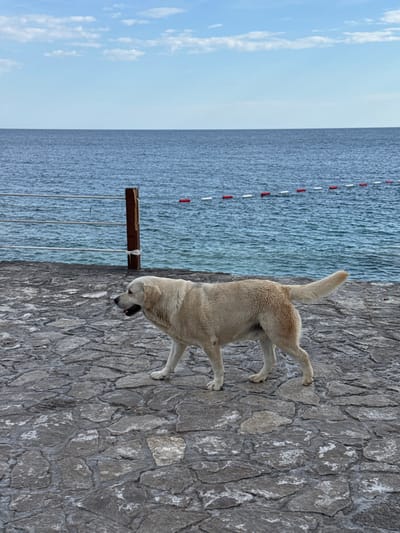 A dog stands on a stone walkway near the sea in Seoca, Montenegro. The sea is in the background with red and white buoys marking a boundary. A wooden post is secured with ropes near the water's edge. The sky is partially cloudy.