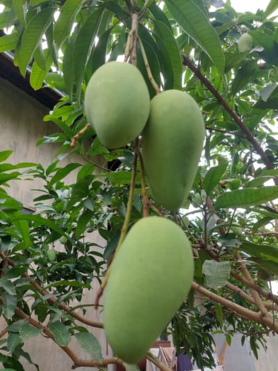 The image depicts a close-up view of a mango tree laden with unripe, green mangoes, photographed outdoors in Geulumpangsulu Barat, Indonesia. Three prominent mangoes are visible, hanging from branches amidst lush green foliage. The background reveals a textured, light-colored wall, possibly of a building, and hints of other vegetation. The lighting suggests an overcast day, with diffused light illuminating the scene. There are no people or animals in the frame. The overall impression is a natural, rural setting.