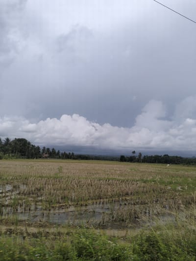 The image depicts a rural landscape in Muliengmanyang, Indonesia, under a cloudy sky. In the foreground, there is a harvested rice field with some water and stubble. Further in the background, a line of trees, primarily palm trees, stretches across the horizon, with a small building visible among them. The sky is filled with dramatic, dark clouds, suggesting an impending rain shower or stormy weather. The overall impression is one of a tranquil, agricultural setting on a day with overcast skies. There are no people or animals visible in the scene.