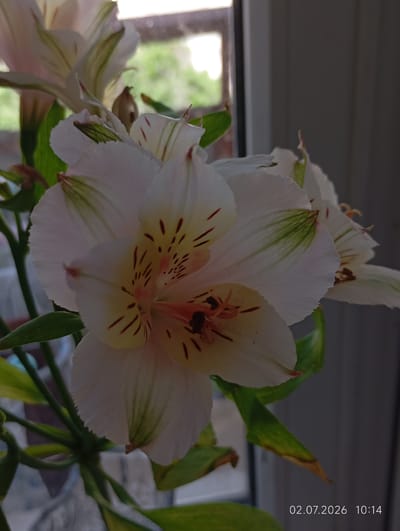 A close-up, eye-level shot focuses on several white alstroemeria flowers with green and dark red markings. The flowers are arranged in a bouquet, with some in full bloom and others partially open. The background is blurred, showing hints of greenery through a window and a gray, vertical surface, possibly a wall. The bottom right corner of the image displays a timestamp: "02.07.2026 10:14". There is no indication of a specific city or location within Tyrnyauz, Russia.