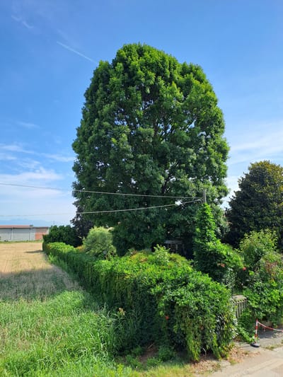 A wide-angle, daylight, eye-level outdoor shot captures a rural scene under a clear blue sky with a faint white contrail. Dominating the frame is a large, mature deciduous tree with a full, dense canopy of vibrant green leaves. In front of the tree, a meticulously maintained hedge of green foliage stretches across the midground, creating a visual barrier. Behind the hedge, another tree with darker green, possibly evergreen, foliage is visible. To the left of the frame, a field of dry, golden stubble extends towards a low, grey building with a red-tiled roof, indicative of agricultural or industrial structures. The foreground features lush green grass and other vegetation. Power lines are strung across the scene, supported by a wooden utility pole. The overall environment suggests a semi-rural or edge-of-town setting in Settimo Torinese, Italy.
