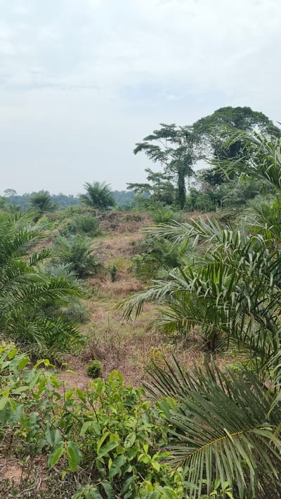 The image depicts an agricultural landscape in Aronganlhoksukon Timur, Indonesia, characterized by a clearing surrounded by dense vegetation. In the foreground, several palm trees with large fronds dominate the scene, their leaves creating a natural frame. Behind them, a patch of dry, brown earth with sparse grasses and a few small green plants suggests an area that has been cleared or is undergoing regeneration. Further into the background, a variety of trees, including more palm trees and larger, broad-leafed trees, create a layered effect, extending towards a hazy horizon. The sky is overcast with a pale, diffused light. The overall impression is one of a rural, possibly tropical, environment where agriculture, likely palm oil cultivation, is prevalent. There are no people or animals visible in the image.