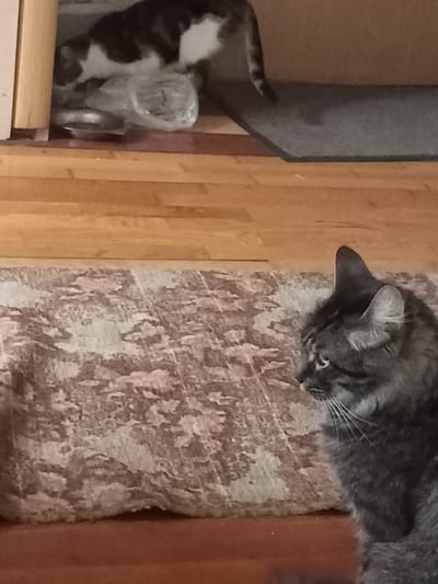 In a dimly lit interior, possibly a home in Багушэўскі сельскі Савет, Belarus, a tabby cat with gray and black markings is seated on a patterned rug, facing to the left of the frame. Its whiskers are prominent, and its ears are erect. In the background, another cat, partially visible and with a black and white coat, is seen moving away from a silver food bowl, which contains crumpled plastic. The floor appears to be made of polished wood. The environment suggests a domestic setting.