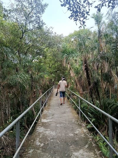 The image depicts a concrete walkway with metal railings on either side, leading into a lush green environment with numerous palm trees and dense foliage. A lone individual, seen from behind, is walking away from the camera down the walkway. The person is wearing a light-colored t-shirt, denim shorts, and a head covering. They are carrying a stick in their right hand and what appears to be a pair of shoes in their left. The walkway appears slightly wet in places, with fallen leaves scattered on its surface. The surrounding vegetation is vibrant and suggests a natural or park-like setting. The sky is visible above, appearing overcast or hazy. This scene is identified as being located in the city of Baniashanta, Bangladesh.