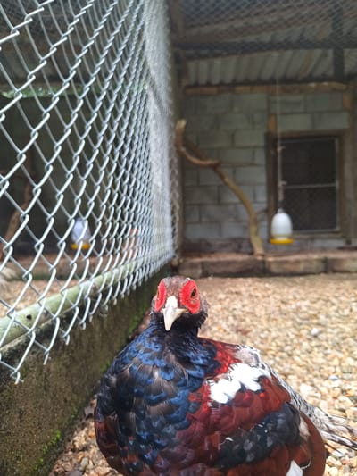A colorful male pheasant is positioned in the foreground of a wire mesh enclosure. The bird has a red facial area, a light-colored beak, and dark plumage with shades of blue, black, red, and white. The enclosure appears to be outdoors, with a ground covered in small pebbles or gravel. In the background, a brick structure with a barred window and a hanging water or feeder is visible. The photo was taken in Takdat, Thailand.