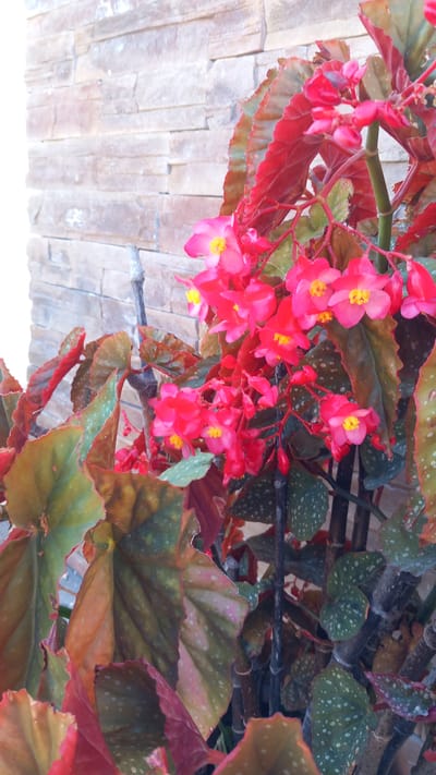 A close-up, vertical, outdoor, daytime, eye-level shot shows a flowering begonia plant with vibrant pink blossoms and large, textured, variegated leaves in shades of green, brown, and red, with some leaves displaying white spots. The plant is positioned in front of a rustic, light-colored stone wall. The image quality is slightly blurry due to shallow depth of field, with the focus primarily on the flowers and foreground leaves. The background wall appears to be made of stacked, rectangular stone blocks with variations in color and texture. The scene is likely a garden or patio area in Platani, Greece, given the provided context. No people or animals are visible.