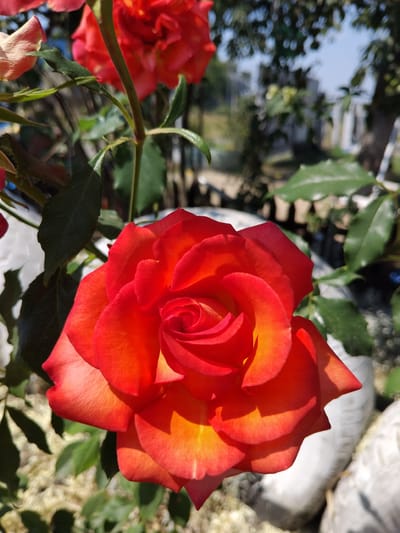 The image is a close-up, eye-level shot of a vibrant red and orange rose in full bloom. The rose is the primary subject, filling a significant portion of the frame. Its petals are layered and unfurling, showing a gradient of color from deep red on the outer edges to a bright, warm orange towards the center. The sunlight catches the edges of the petals, creating highlights and casting soft shadows that emphasize the flower's texture and form.
Behind the main rose, another red rose is visible, slightly out of focus, suggesting it's part of the same bush or arrangement. Green leaves of the rose plant are interspersed throughout the image, some sharp and detailed, others blurred by the depth of field. The background is a mix of soft-focus foliage, hints of a white object that appears to be a decorative garden element or statue, and a blurred landscape that includes what looks like a fence or building structure. The bright sunlight suggests it is daytime, likely a clear and sunny day, casting a warm glow on the scene. The overall impression is one of natural beauty and the peak of a rose's bloom. The setting appears to be a garden or outdoor space, potentially in Bila Krynytsia, Ukraine, given the context. No people or text are visible.