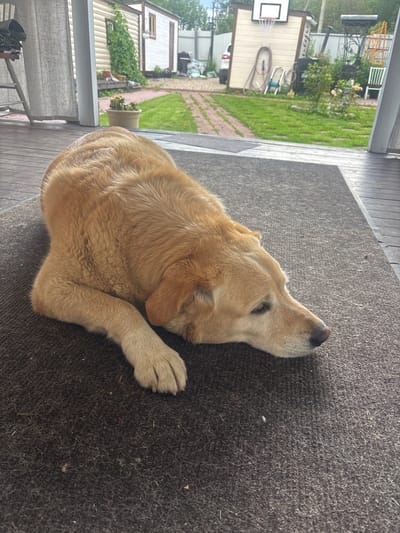 A light-colored dog lies on a dark, textured mat placed on a wooden deck. The dog is facing right, with its head resting on its paws. The background reveals a rural or suburban yard with green grass, a brick pathway, and various structures including a small white building with a red roof, a wooden shed with a basketball hoop, and a fence. In the distance, trees and the sky are visible. The scene appears to be outdoors on a bright day.