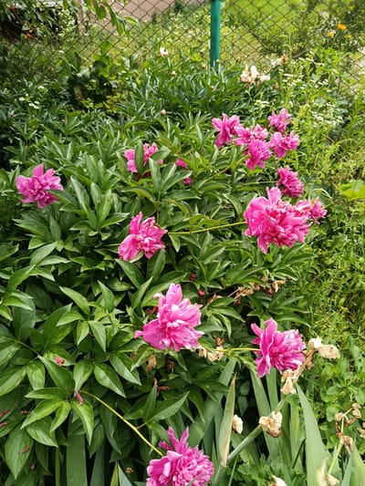 The image displays a vibrant patch of pink peonies in a garden setting, likely in Kostopil, Ukraine. The foreground is dominated by lush, deep green foliage and several fully bloomed pink peonies, characterized by their full, layered petals. Some of the flowers are in various stages of bloom, with a few buds visible.
Behind the peonies, a chain-link fence is visible, suggesting the garden is bordered by a fence, possibly separating it from another area or property. The fence has a green metal post on the left side. Beyond the fence, the background is filled with more greenery, including smaller white wildflowers and some yellow flowers, indicating a natural, slightly untamed garden environment. The overall impression is one of a sunny day, possibly late spring or early summer, given the abundance of blooming flowers. There is no text visible in the image. The scene evokes a sense of natural beauty and tranquility.