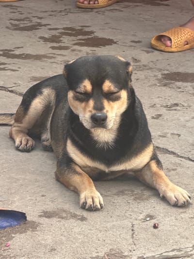 In Bavet Quarter, Cambodia, a medium-sized dog with black and tan fur is lying down on a wet, concrete surface. The dog's eyes are closed, and it appears to be resting. The ground is marked with various water stains and some debris, including small white specks and a small reddish-brown object. In the background, out of focus, are parts of two people wearing yellow sandals. The overall scene suggests an outdoor, possibly urban, environment.