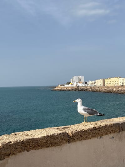 An adult seagull stands on a textured, light-colored stone seawall, positioned slightly right of center in the foreground. The bird faces left, its head angled forward, displaying white plumage on its head and underparts, a grey mantle, and black wingtips. Its beak is yellow with a red spot on the lower mandible, and its legs are yellow. Beyond the wall, the calm, deep blue-green waters of the Atlantic Ocean stretch to the horizon. In the midground, the coastline of Cádiz, Spain, is visible, extending from the right with a rocky shore and several low-lying breakwaters. Along the coast, urban architecture includes a prominent white, multi-story building alongside older, yellow-toned buildings, typical of the city's historic center and visible from the Campo del Sur promenade. The sky above is clear and pale blue, with faint wisps of white cloud. Bright daylight illuminates the scene, casting soft shadows.