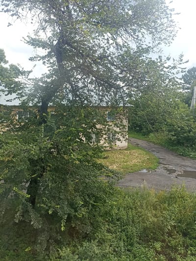The image depicts a view from an elevated position looking down at a building and a road. The building is a light-colored, two-story structure with a metal roof, and appears to be somewhat weathered. Several windows are visible on its facade. A mature tree with a dark trunk and dense green foliage dominates the foreground and middle ground, obscuring part of the building and extending towards the sky. To the right of the building, a dark, asphalt road is visible, marked with puddles of water, suggesting recent rainfall. The road curves away from the viewer and disappears into a dense backdrop of green trees and vegetation. Overcast sky is visible through the branches of the tree. The scene appears to be located in a rural or semi-rural setting within the city of Topki, Russia, characterized by the presence of older buildings and abundant greenery. No people are present in the image.