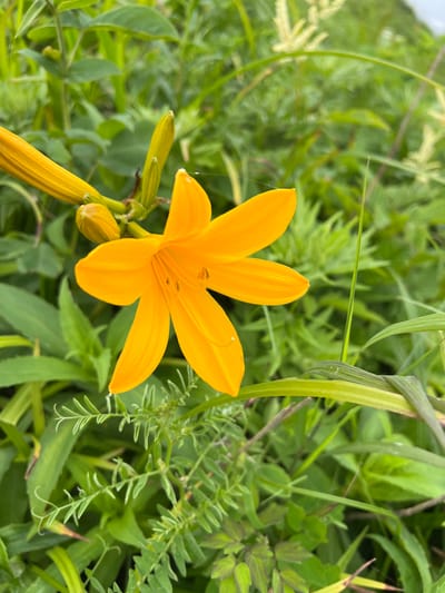 A close-up, eye-level shot captures a vibrant orange lily in full bloom, its six petals unfurled against a backdrop of lush green foliage. The flower's stamen and pistil are visible in the center, with subtle hints of pollen. To the left, a portion of the lily's stem and two unopened buds are present. The surrounding environment is natural, with various types of green plants and blades of grass creating a soft, blurred effect. The lighting suggests an overcast or diffused daylight condition, creating a soft ambiance. There are no people or man-made structures visible in the scene, indicating it was taken in a natural outdoor setting, possibly a garden or a meadow. The image's composition focuses on the beauty and detail of the lily. No specific location in Tikhoe, Russia, can be identified from the visual information alone.
