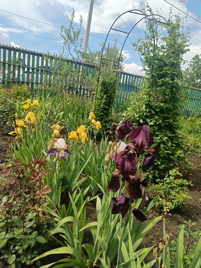 The image depicts a vibrant garden in the city of Pervomayskoye, Russia, on a bright, partly cloudy day. In the foreground, a variety of iris flowers are in bloom. Dark burgundy irises with ruffled petals are most prominent, positioned towards the right side of the frame. To their left, a single iris with white petals and deep purple markings stands out. Further back, a cluster of yellow irises adds a splash of color. Surrounding the irises are lush green sword-like leaves. Towards the left of the image, young rose bushes with reddish-brown leaves and a few small pink rosebuds are visible.
The garden is bordered by a green metal fence with vertical slats. Behind the fence, trees and vegetation are visible, with a white utility pole and wires extending into the sky. An arched metal trellis, covered with climbing green vines, stands to the right of the frame, adding verticality to the scene. The ground is dark soil, indicating a well-maintained garden bed. The overall impression is one of a flourishing, colorful outdoor space, likely a backyard or public garden. There are no people or animals present in the image.