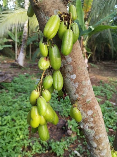 The image presents a close-up view of a tree trunk covered in numerous small, green, oval-shaped fruits, likely *Averrhoa bilimbi* (bilimbi), which are growing directly from the bark in clusters. The fruits are unripe, with smooth, bright green skin, and appear to be in various stages of development. They are attached to the trunk by short, dark stems.

The tree trunk itself is textured, displaying a mix of brownish and grayish tones, with lighter, irregular patches that could be lichen or areas where the bark has shed. The lighting suggests it is daytime, with soft, natural light illuminating the scene, indicating pleasant weather conditions.

The background is softly blurred, revealing a vibrant tropical environment. Lush green foliage dominates, including the distinctive fronds of palm trees and broad-leaved plants, possibly banana trees. The ground beneath the tree is covered with dense green undergrowth. The scene depicts a natural outdoor setting, likely a garden or a tropical plantation, consistent with its location in Teupinbayu, Indonesia. There are no people or human activities visible, and no text is present in the image. The photograph captures the unique characteristic of cauliflory, where fruits grow directly from the woody trunk or branches of a plant.