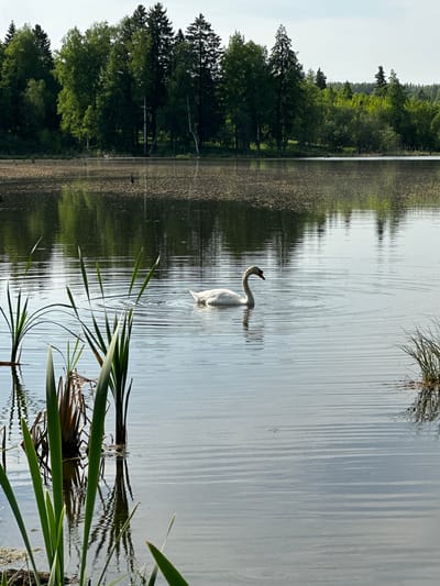 A swan floats on a lake bordered by trees in Bormist, Russia. The water is calm with slight ripples around the swan, reflecting the trees on the opposite shore. Vegetation grows along the edge of the water. The sky is visible above the trees.