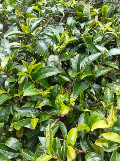 Lush greenery dominates the scene, featuring densely packed, glossy leaves of varying shades of green. The leaves display a distinct vein pattern and smooth edges. New growth is apparent with lighter, yellowish-green leaves budding at the tips of branches. A few leaves exhibit minor imperfections, such as browning edges or spots, adding to the natural aesthetic. The overall impression is a thriving, verdant bush.