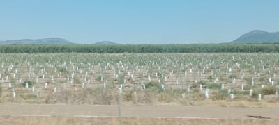 The image depicts an agricultural field in Miajadas, Spain, characterized by rows of young trees. The trees are small, with white protective tubes around their lower trunks, indicating they are recently planted or are saplings. They are spaced evenly in neat rows across the cultivated land, which appears to be dry and dusty. In the background, a dense line of mature green trees or shrubs forms a horizontal band across the landscape. Beyond this vegetation, a series of rolling hills or mountains can be seen against a clear, light blue sky. The foreground shows a dirt road or track running horizontally across the bottom of the frame, suggesting the image was taken from a vehicle or along a roadside. The overall scene is rural and agrarian, indicative of an orchard or plantation in its early stages of development.
