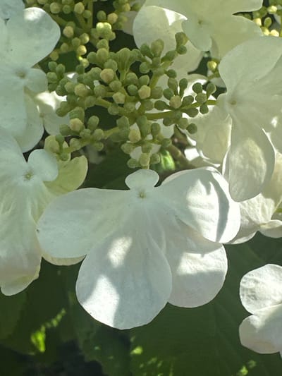 This close-up photograph captures a vibrant cluster of white flowers and green flower buds, likely from a flowering shrub. The image is dominated by several large, open white blossoms with soft, rounded petals, some exhibiting delicate translucency and subtle texture. Bright sunlight illuminates the scene, creating distinct highlights and shadows across the petals, indicating a clear, sunny day.

To the left and center of the frame, a dense cluster of numerous small, spherical green flower buds is prominently featured, still closed and tightly packed. These buds show varying shades of green, with some appearing yellowish-green where they are about to open. The background consists of blurred dark green foliage, providing a natural and soft depth of field that emphasizes the flowers and buds in the foreground.

No people or man-made objects are visible in the image. The activity depicted is the natural process of blooming, with both nascent buds and fully opened flowers present. The overall mood is one of natural beauty and freshness. There is no visible text. This natural floral scene was captured in Delta, Canada.