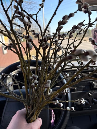 A light-skinned hand holds a dense bouquet of pussy willow branches, laden with numerous fuzzy, silvery-white catkins featuring reddish-brown tips. The scene is set inside a vehicle, with a black steering wheel partially visible behind the foliage. Sections of the dashboard, including an air vent and controls, are visible to the right. A decorative graphic of a woman's face is affixed to the interior on the right side. Through the windshield, a clear blue sky is visible over a rural environment in Курылавіцкі сельскі Савет, Belarus. A light-colored building with a dark roof and a red-brown lower facade stands to the left. A road or path stretches horizontally in the mid-ground, with bare trees and sparse vegetation defining the distant landscape under bright daylight, consistent with early spring.