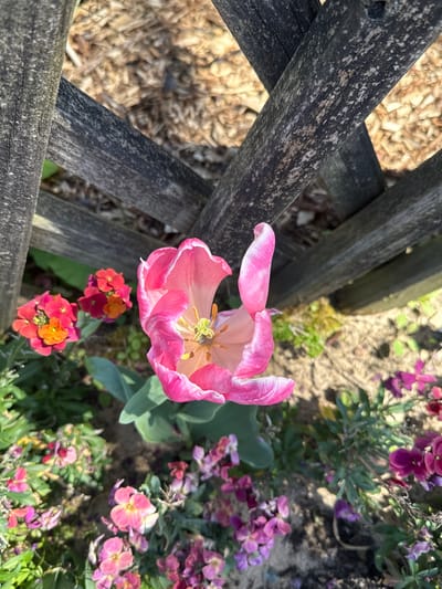 A top-down view shows a pink tulip with curled petals and a visible center. The flower is nestled near a weathered, gray wooden fence. The ground is covered in a mix of soil, mulch, and various other smaller flowers in shades of pink and red. There are no people visible in the frame. The setting appears to be a garden. It's impossible to verify the city of Saint-Jean-de-Luz, France based on the image alone.
