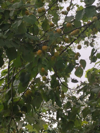 The image shows a close-up view of a tree with many small, round, yellow fruits hanging from its branches. The leaves of the tree are green and some are tinged with yellow. The fruits appear to be ripe. The branches are dark brown. The background is a bright, overcast sky, with some blurred foliage visible in the distance. The scene suggests an outdoor environment, possibly in an orchard or a garden. The image was taken in the city of Panjakent, Tajikistan.