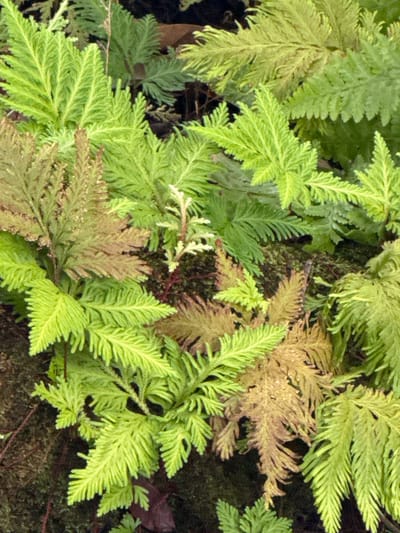 The image shows a close-up view of a patch of fern-like plants, with some fronds exhibiting bright green coloration and others a dried, brown hue. The plants are growing densely, creating a textured surface. The background is dark and out of focus, suggesting a shaded environment. No people or man-made objects are visible. The scene appears to be a natural or garden setting, likely outdoors. The specific location in Ban Na Chom Thian, Thailand is not discernible from the visual information.
