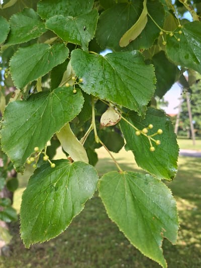The image displays a close-up view of lush green foliage, likely from a tree, with several heart-shaped leaves prominently featured. Small, undeveloped buds cluster on thin stems, interspersed with papery, elongated bracts. The leaves exhibit visible veins and a slightly serrated edge. In the upper portion of the image, a small insect can be observed resting on one of the leaves. The background consists of a blurred green lawn and the suggestion of trees and possibly structures, indicating an outdoor setting. The lighting suggests it is daytime. The specific location within Lēdmane, Latvia is not discernible from the visual elements presented in the image.