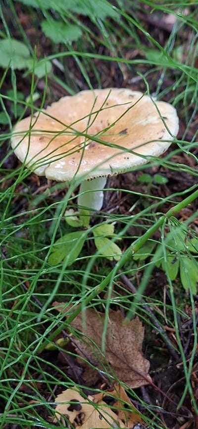 A close-up, low-angle shot captures a single mushroom with a pale tan, wavy cap, and a light green stem emerging from the forest floor. The mushroom is partially obscured by slender green grass-like plants and a few fallen brown leaves. The background is a blur of dark soil and green vegetation, suggesting a damp, shaded environment. The scene is located in the natural environment of Saula, Estonia.