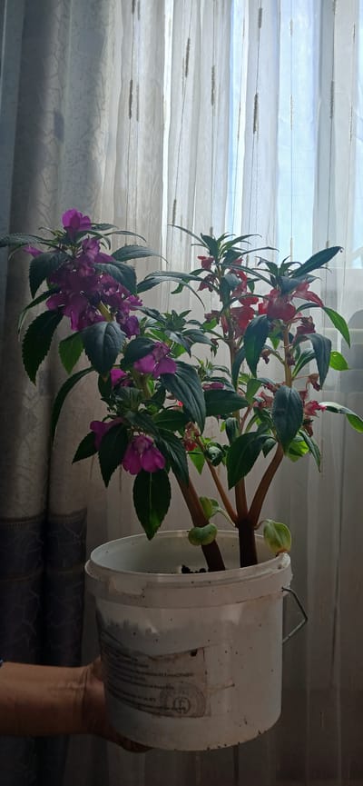 A potted plant with purple and red flowers is shown indoors, in front of sheer curtains. The plant is in a white bucket. The background shows sheer curtains, with vertical lines. The lighting suggests it is daytime, with light coming through the curtains. The image is taken from a medium distance, focusing on the plant. There are no people directly visible in the scene, although a hand holding the bucket is partially visible at the bottom left. The environment appears to be a domestic setting, likely a room with a window.