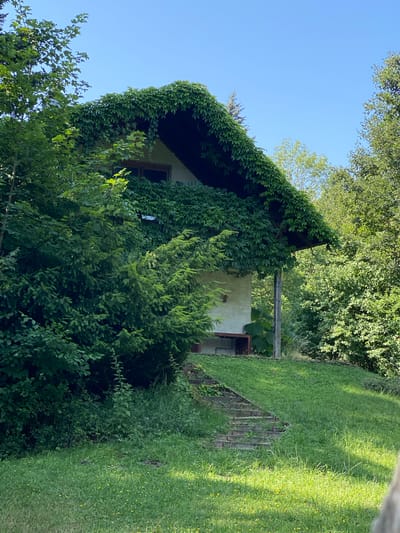 An overgrowth of ivy covers the steeply pitched roof and front facade of a small, light-colored house. The house is situated on a grassy hill surrounded by dense green foliage and trees. A set of stone steps, partially overgrown with grass, leads up the hill towards the house. A wooden support beam is visible on the right side of the house, and a small wooden bench is tucked under the eaves. The scene appears to be set in a natural, possibly rural environment. This image was captured in Pressbaum, Austria.