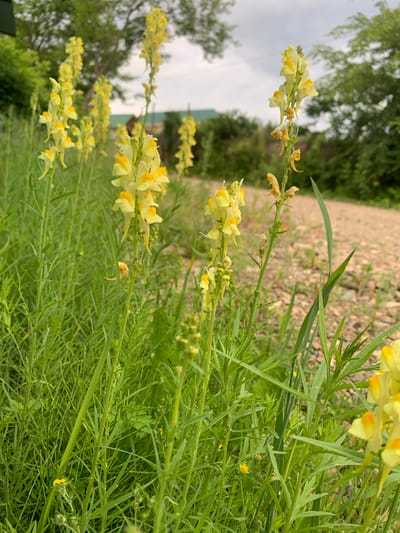 A vertical, close-up shot captures a patch of vibrant yellow flowers in bloom. The flowers, with their distinctive snapdragon-like shape, are arranged in clusters along slender green stems. They are interspersed with a dense growth of long, thin green leaves and stalks, creating a lush, natural texture. In the background, a blurred path of light-colored gravel extends into the distance, bordered by green foliage and trees. The sky above is overcast, suggesting a cloudy day. The overall scene evokes a sense of peaceful, natural beauty, likely captured in a rural or garden setting. There is no visible text.