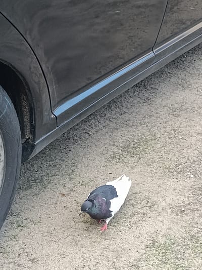 A pigeon with black and white plumage stands on a granular surface next to the lower portion of a dark-colored vehicle. The vehicle appears to be a car, with its wheel and part of the door visible. The ground surface is a mix of sand, small stones, and sparse blades of grass. The scene is outdoors, with natural lighting. The location is identified as Ciechanowiec, Poland.