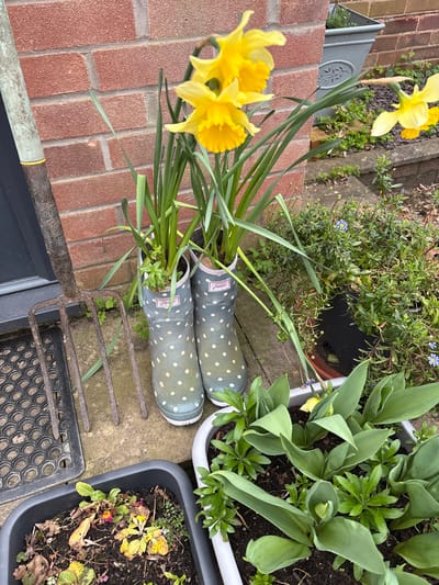 The image captures an outdoor scene, likely a garden in Longden, United Kingdom. Daffodils in full bloom are prominently featured, with their vibrant yellow color contrasting against the brickwork of a wall. Nearby, a pair of green wellington boots with white polka dots, identified by the Joules label, are filled with greenery, possibly daffodil foliage. Adjacent to the boots, a rusty gardening fork rests on the ground next to a rubber mat. Various potted plants surround these objects, including tulips and other greenery, suggesting an active gardening space. The scene conveys a springtime atmosphere with a focus on gardening.