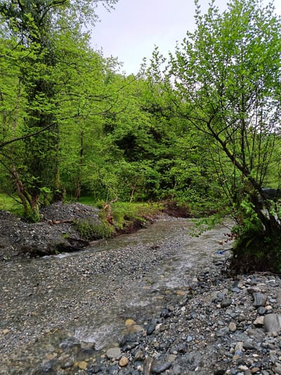 The image captures a stream flowing through a rocky bed in what appears to be a wooded area. Lush green trees and vegetation line the banks of the stream, creating a dense and natural environment. The water is shallow and clear enough to reveal the pebbles and rocks beneath its surface. Based on the provided location of Мясниково, Abkhazia, this is likely a natural landscape scene in that region. No people or discernible actions are visible in the image.
