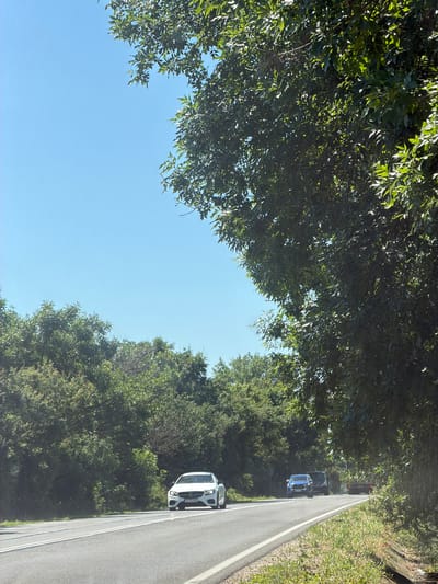 The image depicts a roadside scene in Radko Dimitrievo, Bulgaria. The camera is angled upwards, showing a clear blue sky partially obscured by the lush green foliage of trees lining the road. On the right side of the image, a paved road with white lane markings is visible. Several vehicles are present on the road, moving away from the viewer. The closest vehicle is a white sedan, followed by a blue pickup truck, and then a dark-colored SUV. The scene appears to be captured during the daytime, under fair weather conditions, as indicated by the bright sunlight and clear sky. The overall impression is one of a peaceful drive through a tree-lined rural or suburban area. No people are clearly visible in the image. The white sedan has a license plate that appears to read "LZ 7733 SX".