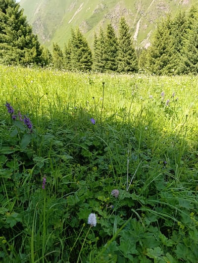 This image depicts a vibrant green meadow filled with diverse flora, set against a backdrop of majestic, sun-drenched mountains. The foreground is dominated by a dense carpet of tall grass and various wildflowers, including clusters of purple blossoms and delicate white flowers. The midground features a line of mature evergreen trees, their dark green foliage contrasting with the brighter greens of the meadow. In the distance, steep mountain slopes are visible, partially covered in greenery and bathed in sunlight, with a light-colored scar running down one side. The sky is a soft, hazy blue, suggesting a bright, clear day. The overall impression is one of natural beauty and tranquility, capturing a scene of unspoiled wilderness in the highlands of Ak-Tuz, Kyrgyzstan.
