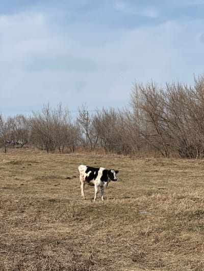 The image, originally oriented vertically, depicts a tranquil rural landscape. A small, black and white calf, possibly a young Holstein, stands as the central subject. It is positioned on a field of dry, light brown grass, and a rope around its neck suggests it might be tethered.
Behind the calf and extending across the middle ground, a dense line of leafless deciduous trees dominates the scene, indicating either late autumn, winter, or early spring. The sky, occupying the upper left portion of the frame, is a pale, clear blue with soft, faint clouds. A small cluster of birds is visible high in the sky. On the dry ground, slightly to the right of the calf, a small, light blue object, possibly a plastic bottle, can be seen. In the far background, nestled among the trees, some indistinct structures or vehicles are faintly discernible.
The overall impression is one of a quiet, possibly cool, daytime scene in a pastoral setting. There is no visible text. The environment is consistent with the provided location context of Савиново, Russia, during a non-growing season.