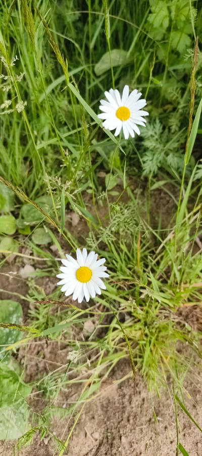 The image is a close-up, vertical shot of two white daisies with yellow centers, surrounded by green grass and brown soil. The daisies are the primary subjects, with one positioned in the upper portion of the frame and the other in the lower portion. The grass is lush and varied in texture, with some blades appearing taller and more slender than others. The soil is visible in patches, particularly in the lower half of the image, and has a somewhat dry and clumpy appearance. The lighting suggests it is daytime, with a soft, natural light illuminating the scene. There are no people or animals present in the image. The environment appears to be a natural, outdoor setting, consistent with a field or meadow.
Without additional information or visual cues within the image, it is not possible to determine the specific location within the city of Primorye, Russia, or any actions or interactions taking place. The description is limited to the observable visual elements within the provided image.