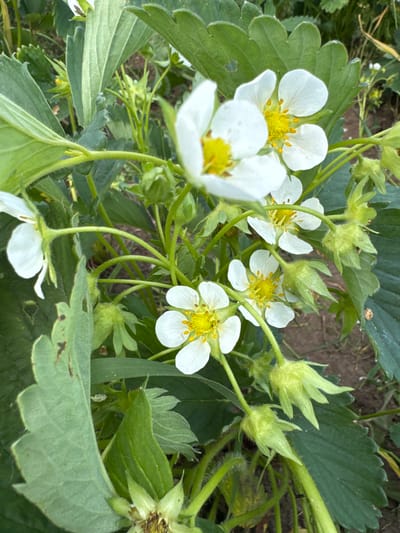 A close-up, eye-level shot captures several white strawberry blossoms with yellow centers nestled among lush green leaves and developing green strawberry fruits. The environment is an outdoor garden, likely in Луптюг, Russia, given the context of the image. The focus is sharp on the flowers and nascent fruits, with a shallow depth of field blurring the background into muted earthy tones and hints of green foliage. The lighting suggests a natural, possibly overcast day, casting soft shadows. No people are visible in the frame.