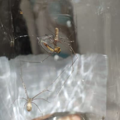 Two common house spiders are visible within a glass jar, one of which appears to be entangled in a web or possibly being preyed upon. The jar is resting on a textured surface, possibly a table, with a blurry background indicating an indoor environment. The lighting is dim, casting soft shadows and highlighting the translucent nature of the jar and the spiders' delicate bodies. The location in Knowsley, United Kingdom, is irrelevant to the visual content of the image.
