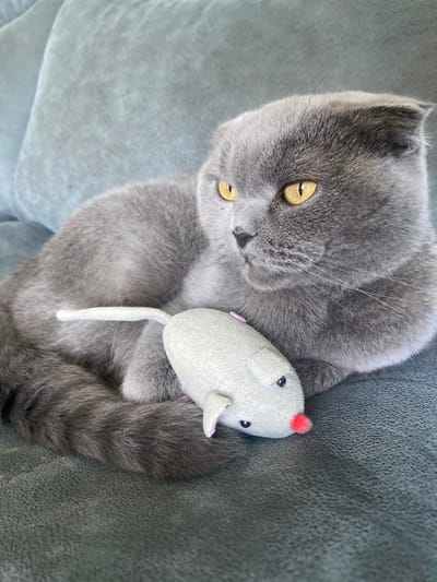 A grey British Shorthair cat lies on its back on a textured grey sofa, playing with a small, light grey stuffed mouse toy. The cat's fur is short and dense, a characteristic of its breed, and its wide, yellow eyes are open and alert, looking slightly upwards. The mouse toy is positioned between the cat's paws and chest, with its red nose and black bead eyes clearly visible. The background is the soft fabric of the sofa, which has a slightly mottled texture. The lighting suggests it is daytime, likely indoors, as there are no strong shadows or indications of outdoor weather. The cat appears relaxed and engaged with its toy. The location context is Alnashi, Russia. There is no visible text in the image.