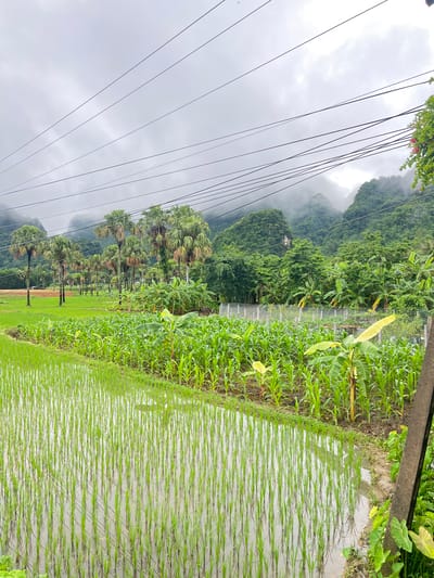The image shows a lush agricultural landscape in Sơn Dương Commune, Vietnam, under an overcast sky. In the foreground, a flooded rice paddy is filled with young green rice shoots planted in neat rows, reflecting the muted light. Beyond the rice paddy, a field of young cornstalks is visible, also planted in rows, with some banana plants interspersed. A wire fence runs along the edge of the cornfield. In the background, a dense line of palm trees stretches across the scene, followed by a wall of vibrant green trees and vegetation. Towering over the landscape are mist-shrouded, verdant mountains, characteristic of the region. A network of power lines crisscrosses the sky, supported by poles on the right side of the frame. The overall impression is one of natural beauty and agricultural productivity.