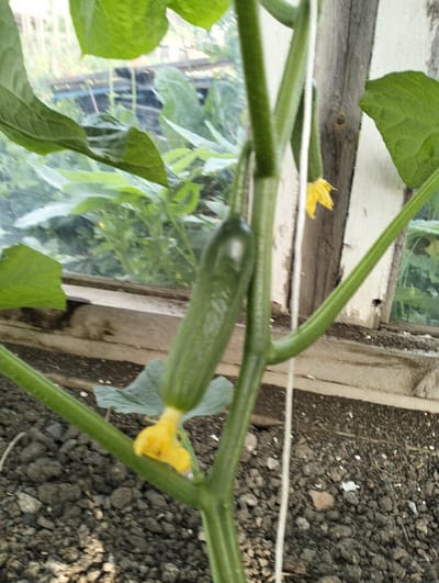 The image shows a close-up of a cucumber plant growing in a greenhouse. A small, immature cucumber is visible, with a yellow flower attached to its base. The plant's stem is thick and green, with fuzzy hairs. In the background, out-of-focus, are other plants and parts of the greenhouse structure, including wooden beams and glass panes. The ground beneath the plant is covered in dark soil and small stones. The overall impression is of a young, developing vegetable. The image does not provide any specific location information for Makinsk, Kazakhstan.