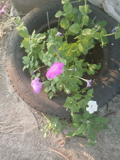 This image shows a close-up, overhead view of a planting of petunias inside a tire used as a planter. The tire is dark gray and appears to be old. The petunias have lush green leaves and several flowers in various stages of bloom. There are three prominent flowers: one is white with a yellow center, another is a bright pink, and the third is a lighter, pale purple. There are also some buds that have not yet opened. The flowers are growing out of the center of the tire, spilling over its edges. The background consists of a textured, light-colored surface that appears to be concrete or a similar material, with some dry grass and debris scattered around. The lighting suggests it is daytime, with sunlight casting some shadows. The scene is simple and focuses on the flowers and their unconventional planter. There is no visible text in the image. The location context provided is Mishkovo-Pohorilove, Ukraine.