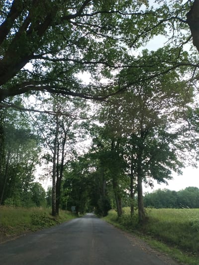 The image depicts a narrow asphalt road in Staré Hory, Czechia, lined with dense green trees on both sides, forming a canopy overhead. The road recedes into the distance, suggesting a rural or semi-rural setting. The trees on the left are taller and more densely packed, with a grassy embankment. On the right, a field of tall green grass borders the road, with more trees visible further in the distance. The sky is visible through the branches, suggesting it is daytime. There are no people or vehicles visible in the image.