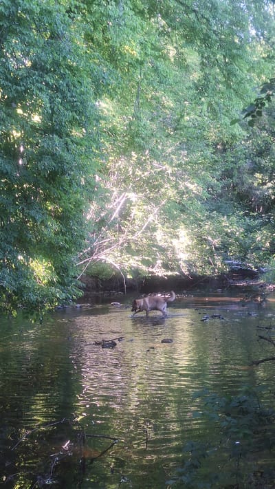 The image depicts a natural outdoor scene by a body of water, likely a river or stream, surrounded by lush green trees. The sun is shining, casting dappled light through the leaves and creating reflections on the water's surface. In the middle of the water, a light-brown dog stands with its tail up, appearing to be wading or exploring the water. Several dark objects, possibly rocks or debris, are visible in the water near the dog. The trees on the left side of the image are dense and vibrant, with sunlight filtering through, highlighting the foliage. The water itself has a rippled texture, with reflections of the trees and the sky creating an abstract pattern. The overall atmosphere of the image is serene and peaceful, suggesting a warm, sunny day in a natural setting. There is no visible text in the image.